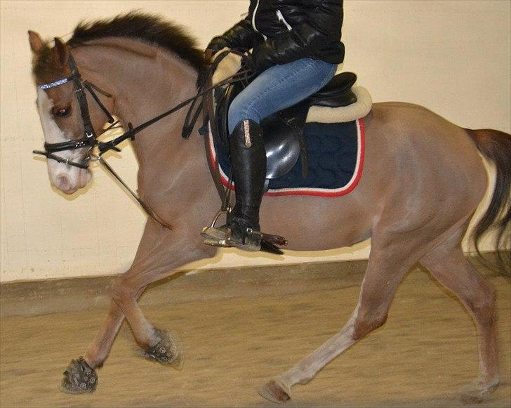 DSP Monty A.M billede 2