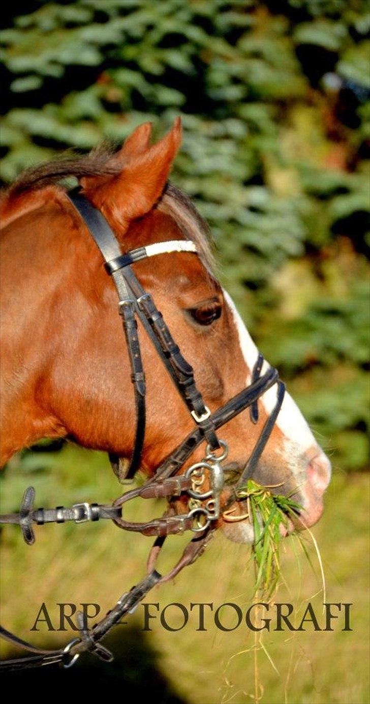 DSP Monty A.M billede 9