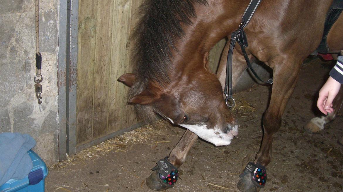 DSP Monty A.M billede 10