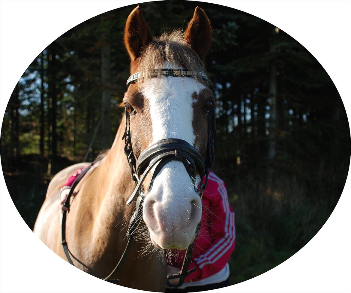 DSP Monty A.M billede 12