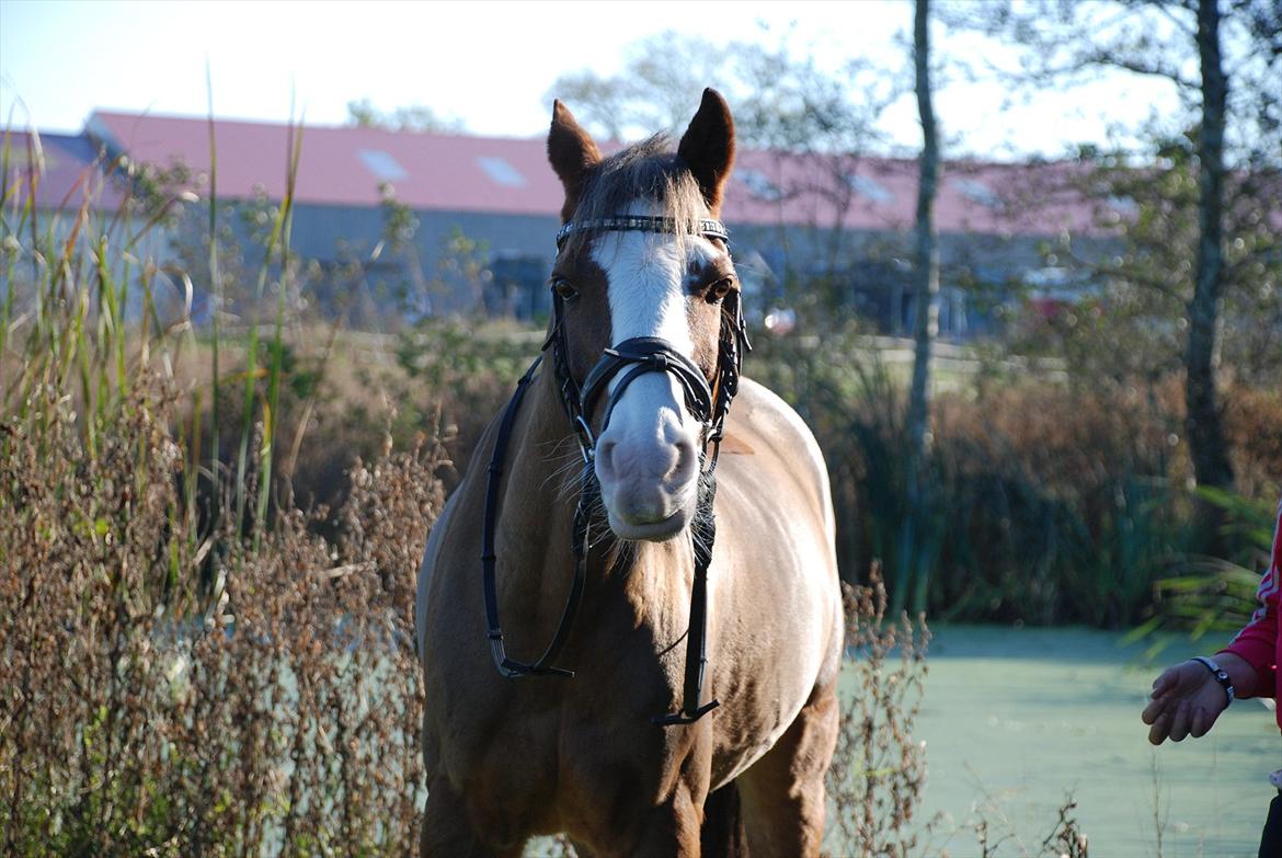 DSP Monty A.M billede 13