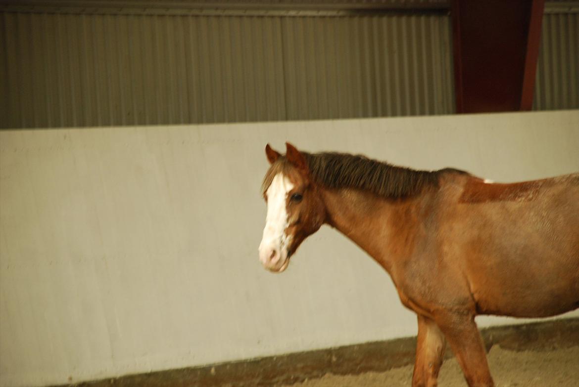 DSP Monty A.M billede 15