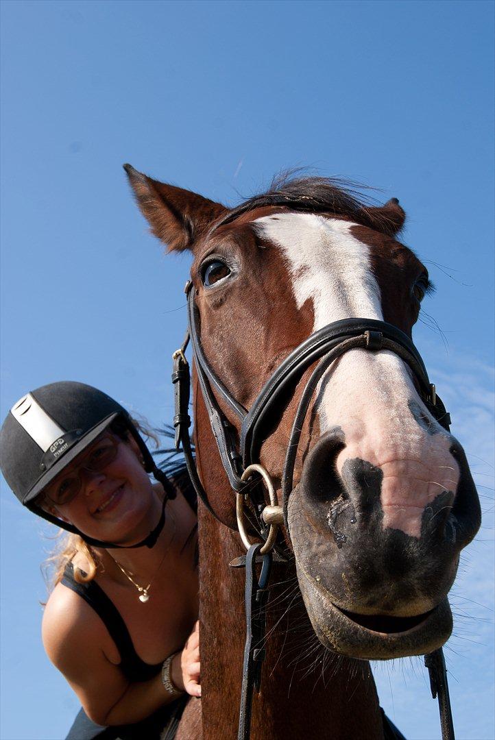 Hollandsk Varmblod Romy **MIN ET OG ALT** - Vi elsker at fjolle og hygge os efter en go gang dressur <3 billede 1