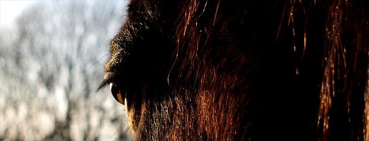 Dansk Varmblod Kananka skovgaard - 06.01.12 billede 11