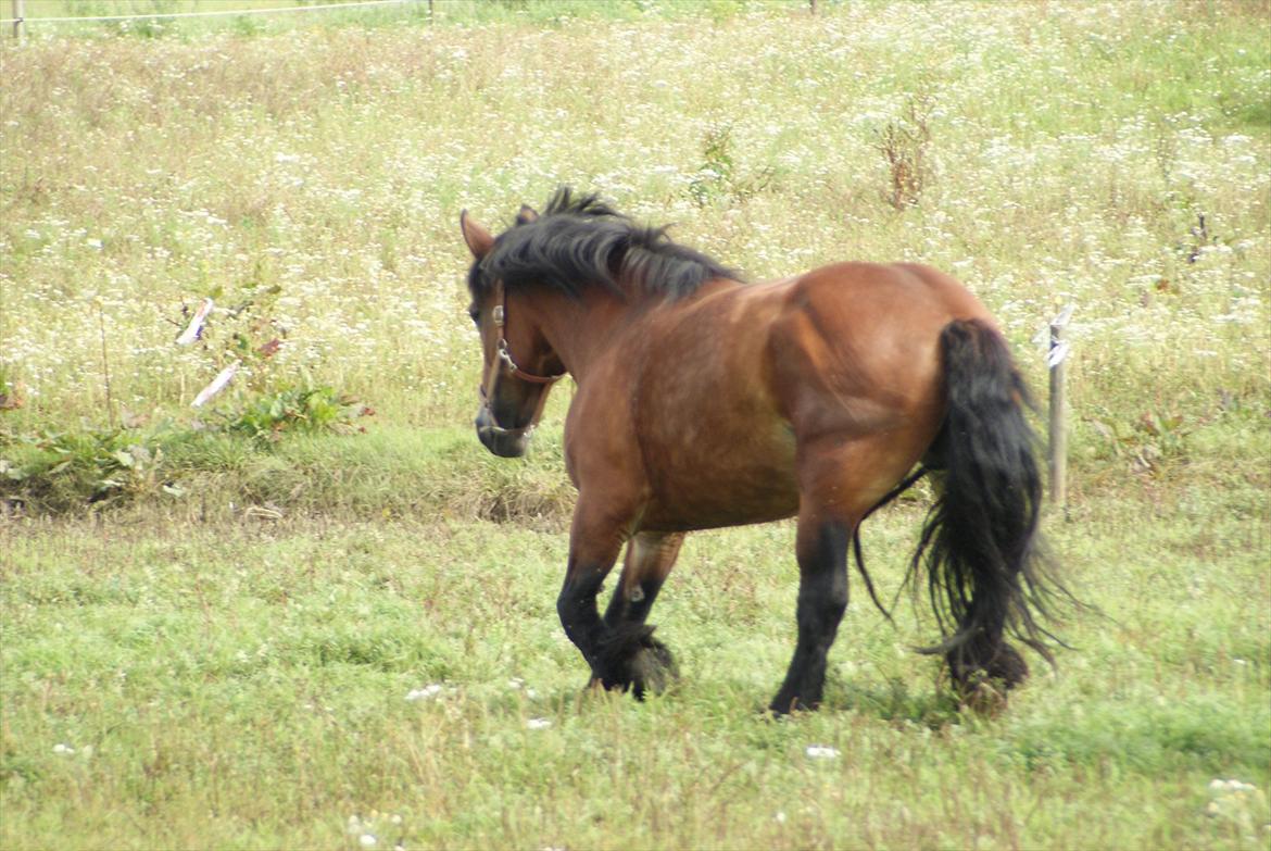 Belgier Malibu **BROVANG** SOLGT ! - Malibu flygter for de andre meget nysgerige heste, her er hun lige ankommet til sjælland :) billede 12