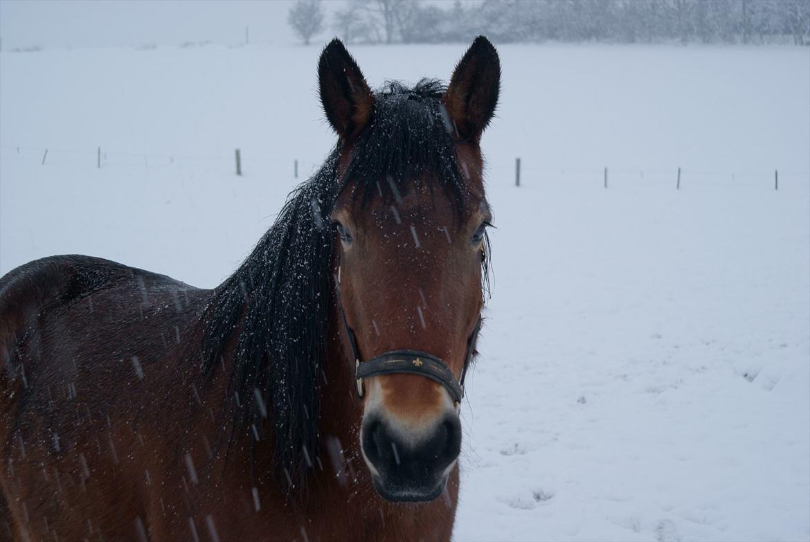 Belgier Malibu **BROVANG** SOLGT ! - Malibu en dejlig snefuld dag i 2010 ;)
Det var ikke lige hendes kop te.. billede 13