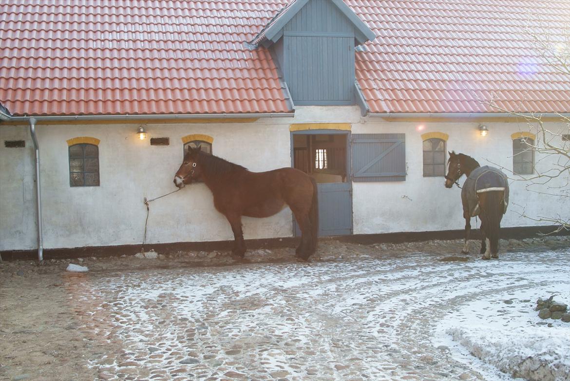 Belgier Malibu **BROVANG** SOLGT ! - Malibu og Romy står klar til at blive striglet og sadlet op ;) billede 14