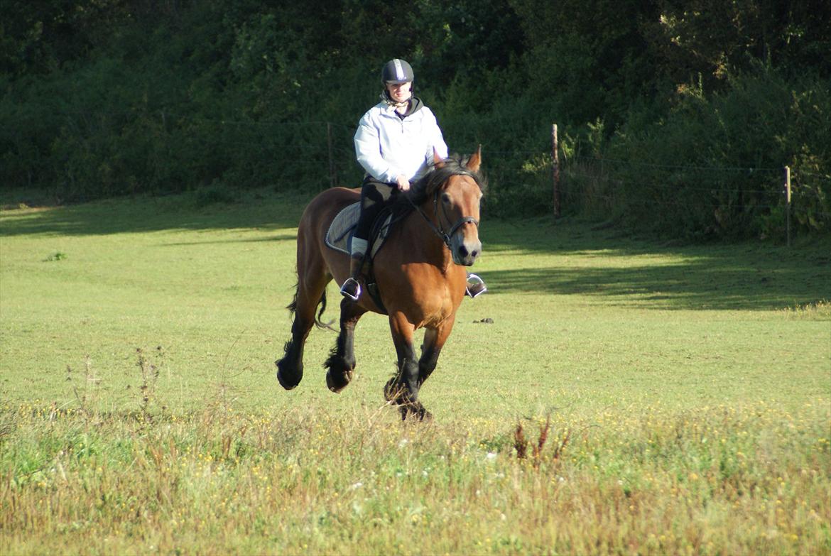 Belgier Malibu **BROVANG** SOLGT ! - Fuld fart på, en dejlig TUNG galop ;) billede 15