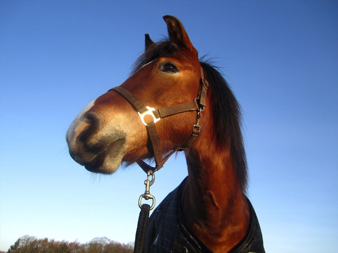 Anden særlig race Juncker. billede 5