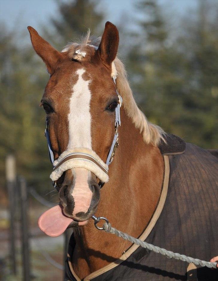 Welsh Cob (sec D) Mondetgårds Lady Duchess, sendt hjem :´( - foto LKB billede 3