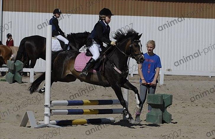 Welsh Pony (sec B) Lyngvejens Flicka(solgt) - putte og mig 9 år. billede 17