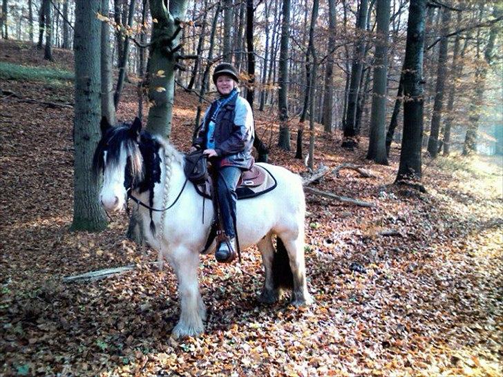 Irish Cob Whitey - skøn tur i ganløse Ore, december 2011. billede 14