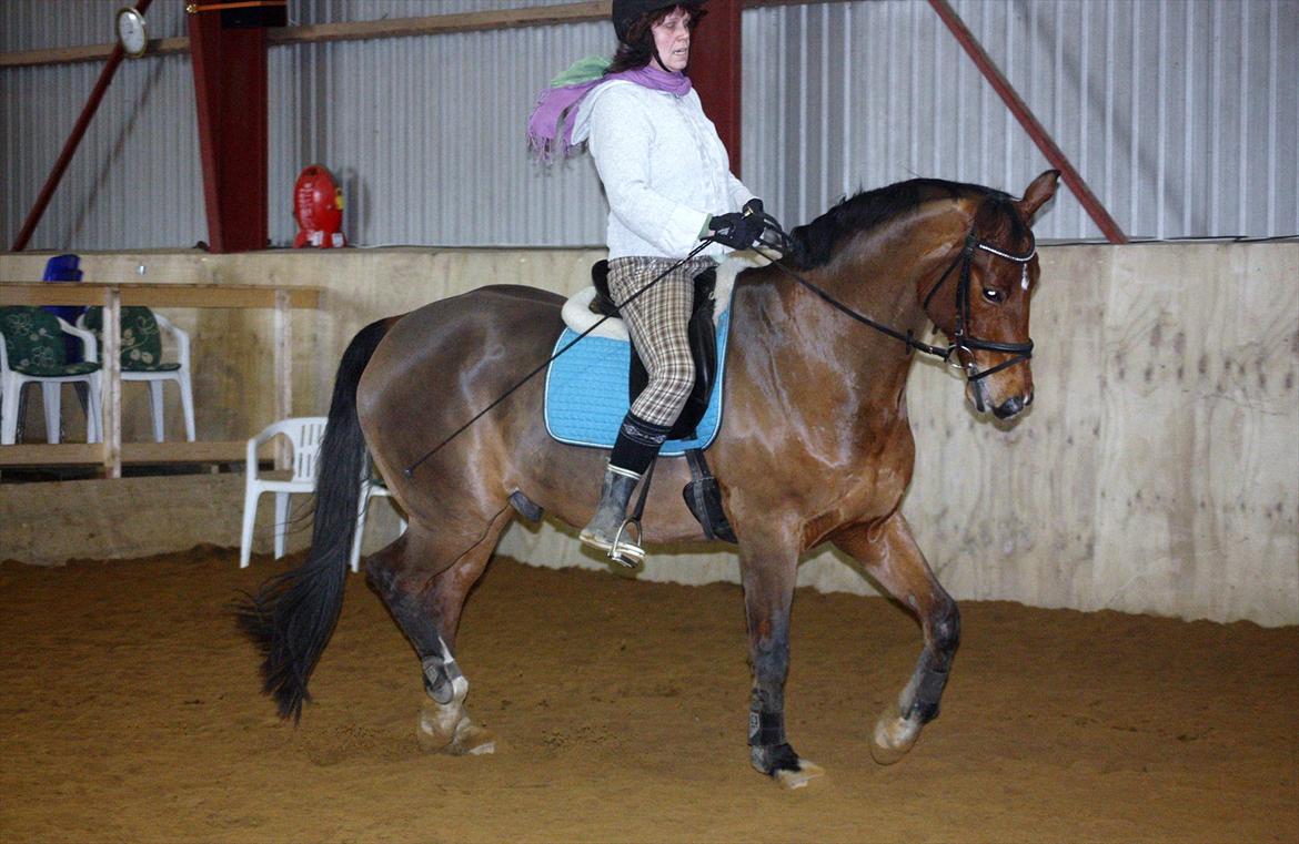 Hannoveraner Alfi - Kan rigtig godt lide dette foto....dec 2011 billede 13