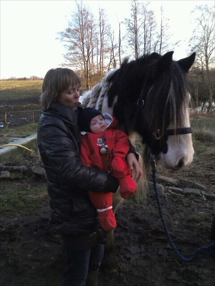 Irish Cob Whitey - Emils første møde med Whitey.
Emil er her 5 mdr. billede 15