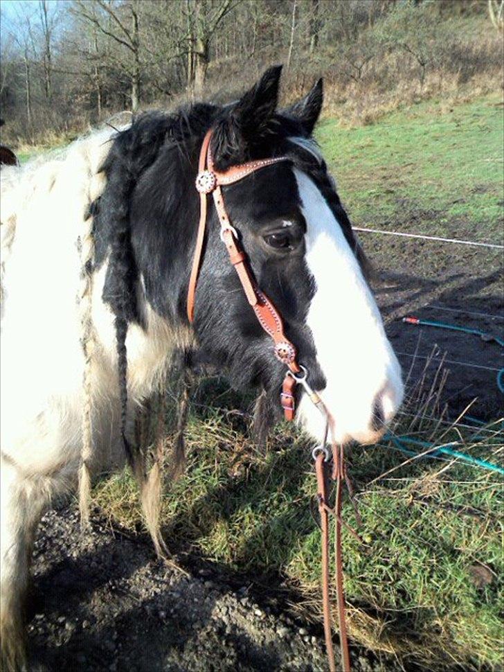 Irish Cob Whitey billede 16