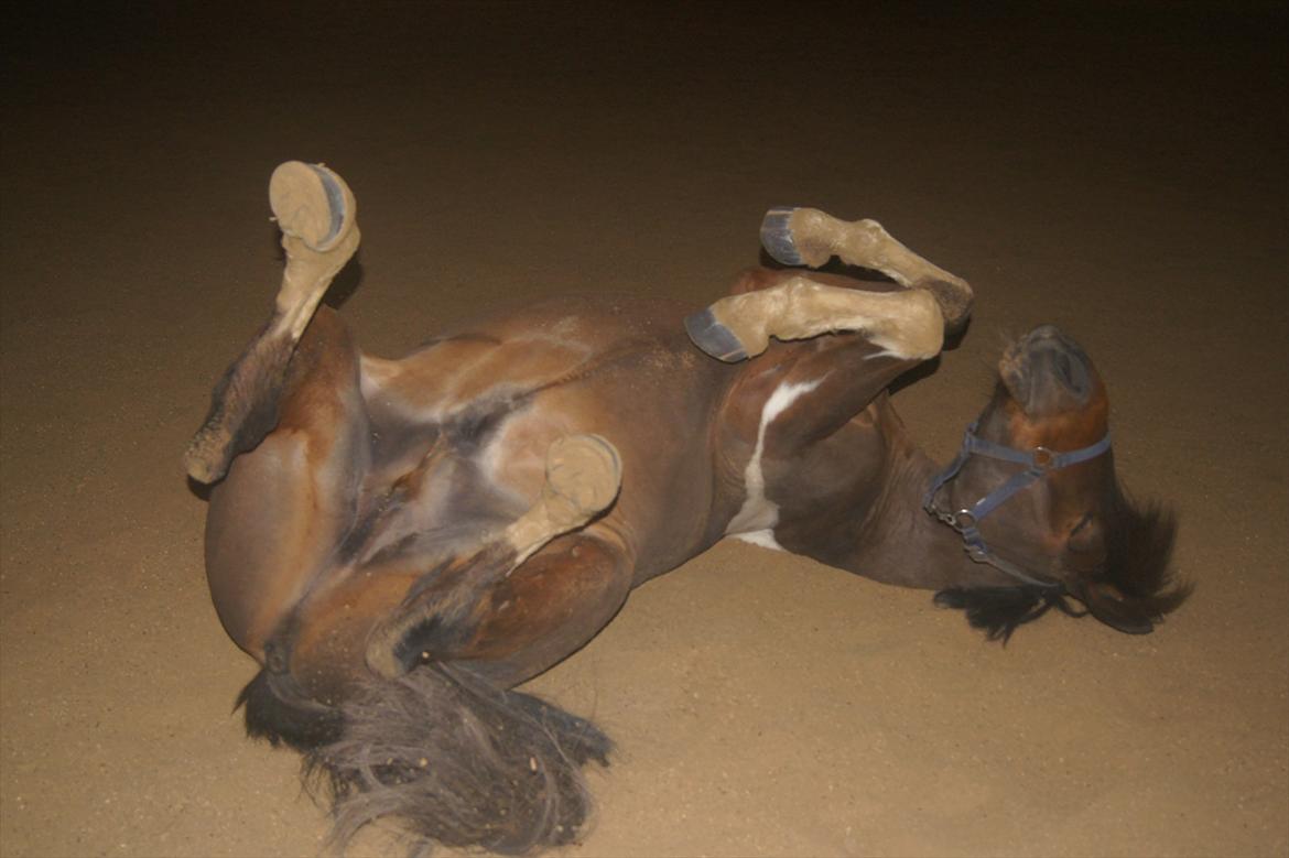 Anden særlig race *Vedhaugegårds High Five* SOLGT - Hans sidste rulletur hos os <3
 billede 19