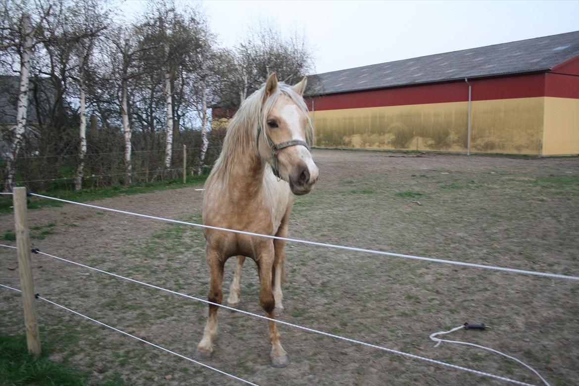 Welsh Cob (sec D) Sorrelcourt Enought Said *solgt* billede 7