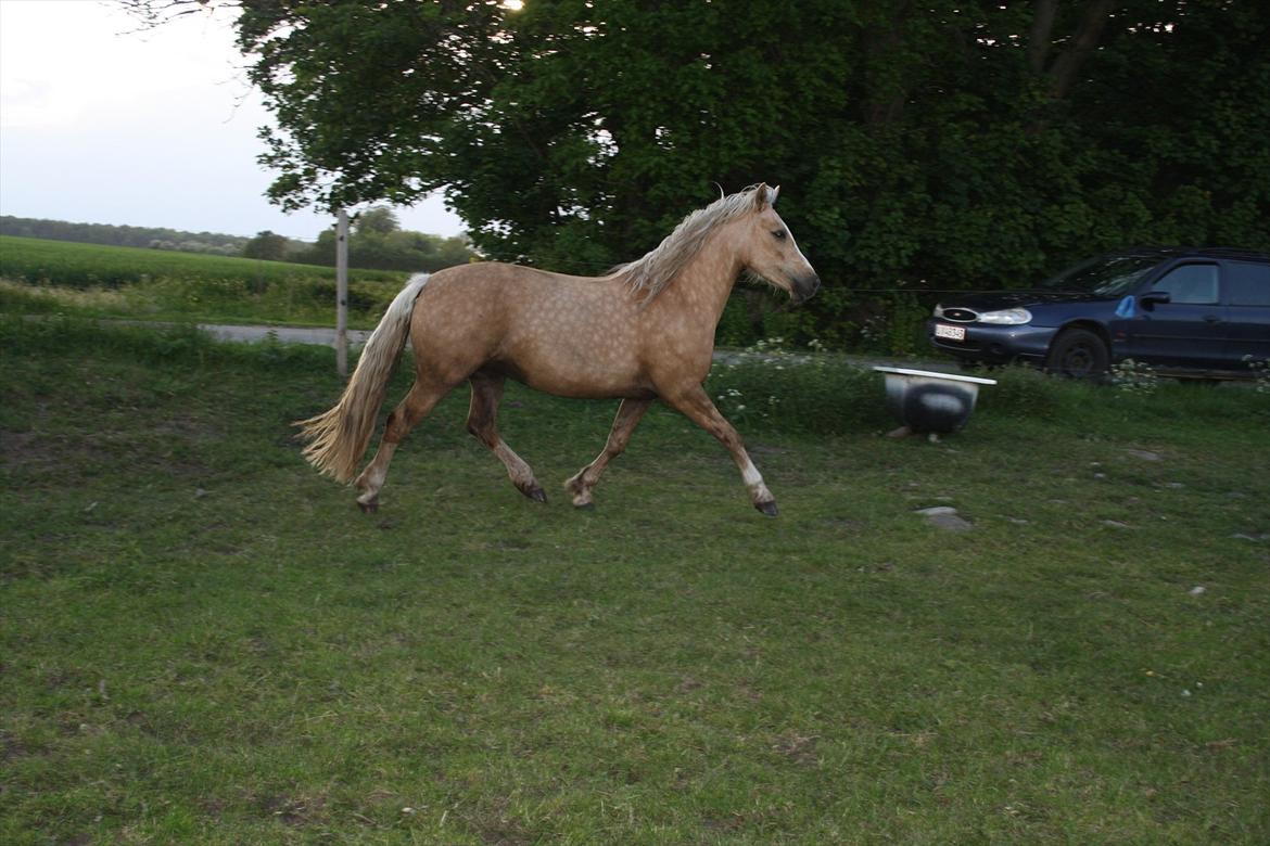 Welsh Cob (sec D) Sorrelcourt Enought Said *solgt* billede 8