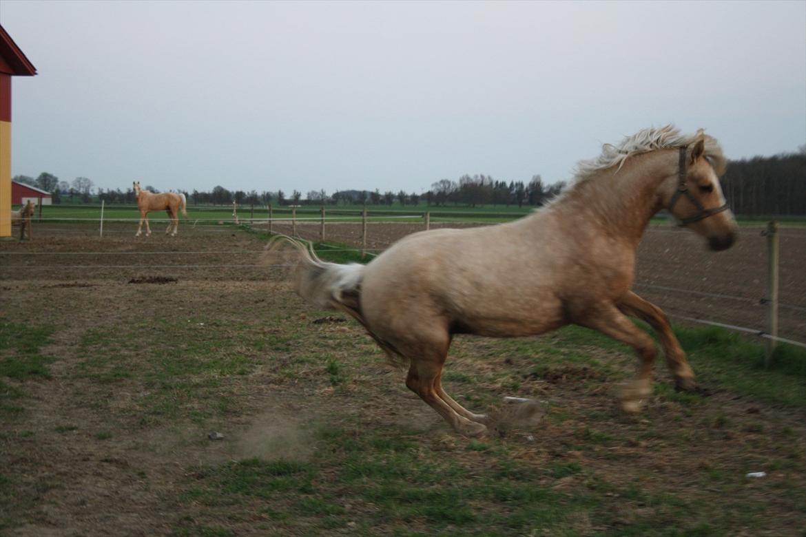 Welsh Cob (sec D) Sorrelcourt Enought Said *solgt* billede 9