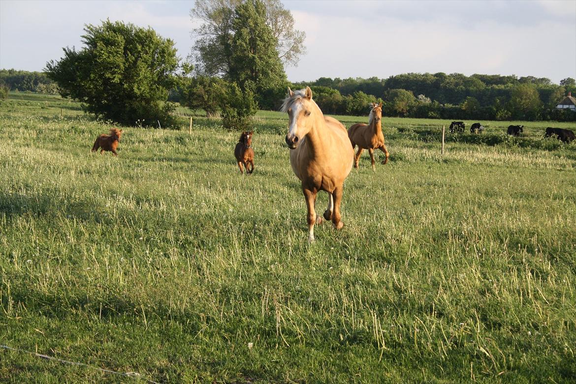 Welsh Cob (sec D) Sorrelcourt Enought Said *solgt* billede 10