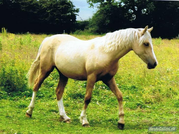 Welsh Cob (sec D) Sorrelcourt Enought Said *solgt* - taget i Welsh billede 12