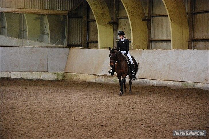 Anden særlig race Liesje - "Vær sand og ærlig, 
  vær tro og kærlig,
  så alle vil sige,
  at sådan en pony,
  er god at vinde,
  men svær at finde."

Julestævne ØKR 27/12 - 2011
LC1 - 60,00 %

Foto af - Christina Lindgaard Mathisen billede 16