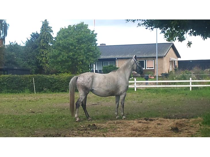 {{currentPhoto.altText}} billede {{currentPhoto.number}}