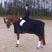 Welsh Partbred (Sec F) Voorwijks Fantasia