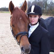 Welsh Partbred (Sec F) Voorwijks Fantasia