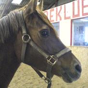 Welsh Partbred (Sec F) Voorwijks Fantasia