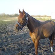 Welsh Partbred (Sec F) Voorwijks Fantasia