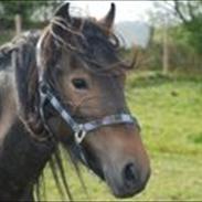 Fell pony Foalsyke Bertha May