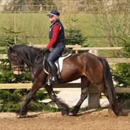 Fell pony Foalsyke Bertha May