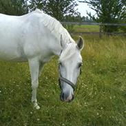 Shagya Araber (SH) Koheil Barthahus