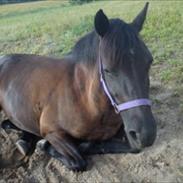 Welsh Cob (sec D) Holly