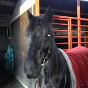 Welsh Cob (sec D) Holly