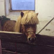 Shetlænder Samson