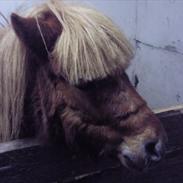 Shetlænder Samson