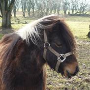 Shetlænder Miss. Dixie