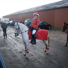 Welsh Partbred (Sec F) TofteKjærs Loralai {Tulle} *soglt* Du var bedst<3
