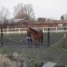 Anden særlig race Frække