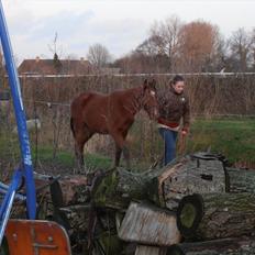 Anden særlig race Frække
