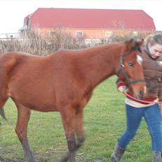 Anden særlig race Frække