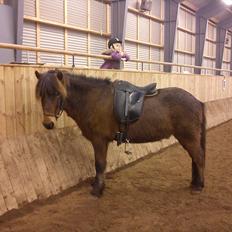 Islænder Dagfari fra jestrup <3