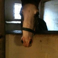 Anden særlig race Ulla - sov sødt!