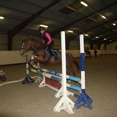 Welsh Cob (sec D) Ramona