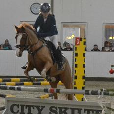 Welsh Cob (sec D) Ramona