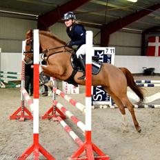 Welsh Cob (sec D) Ramona