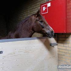 New Forest sherry <3 (R.I.P miss you elskede prinsesse)