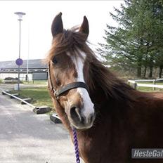 New Forest sherry <3 (R.I.P miss you elskede prinsesse)